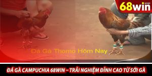 Da ga Campuchia 68win – Trai nghiem dinh cao tu soi ga
