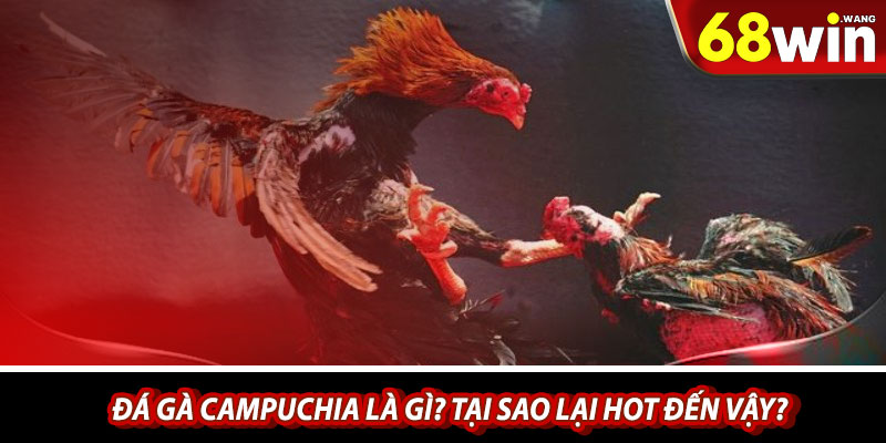 Đá gà Campuchia là gì? Tại sao lại hot đến vậy?