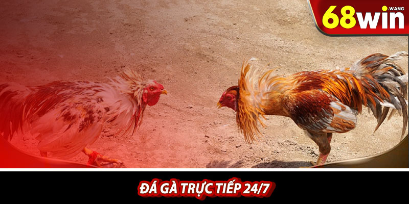 Đá gà trực tiếp 24/7