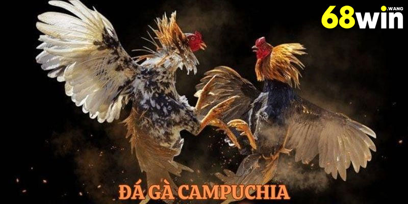 Ưu điểm nổi bật khi chơi đá gà Campuchia tại 68win